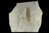 Fossil Laurel Leaf (Ocotea) - Green River Formation, Utah #118012-1